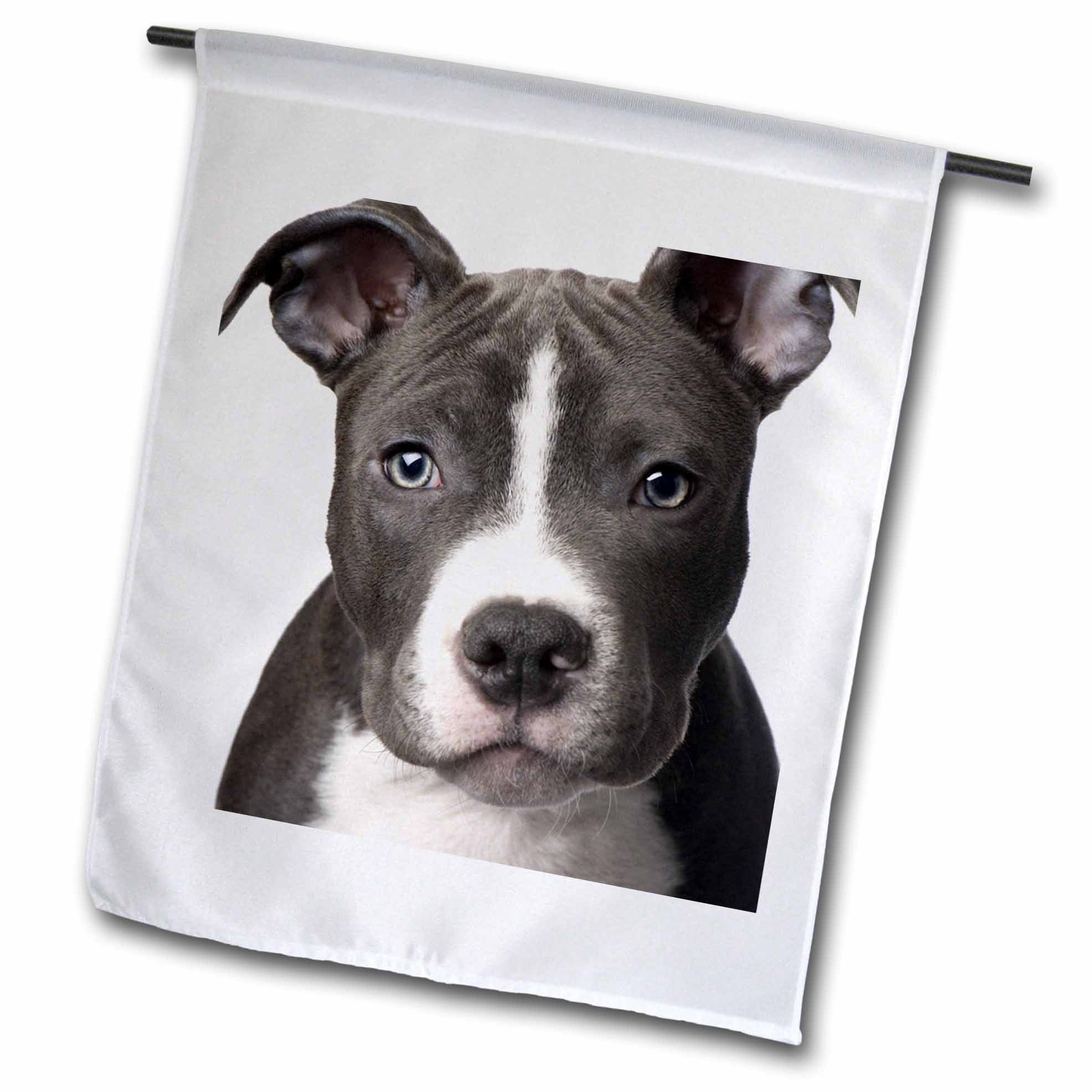 3dRose Dogs Pitbull - American Pit Bull Terrier Puppy - Flags (fl_4240)