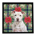 White Staffordshire Bull Terrier Christmas PoinsettIas Framed Metal Print Bathroom, Kitchen, Office, Home Decor Wall Art Ready to Hang, Square, 8X8